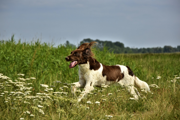 Small Münsterländer
